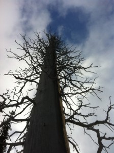 Burstall Pass XC Ski