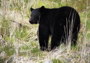 Black Bear 