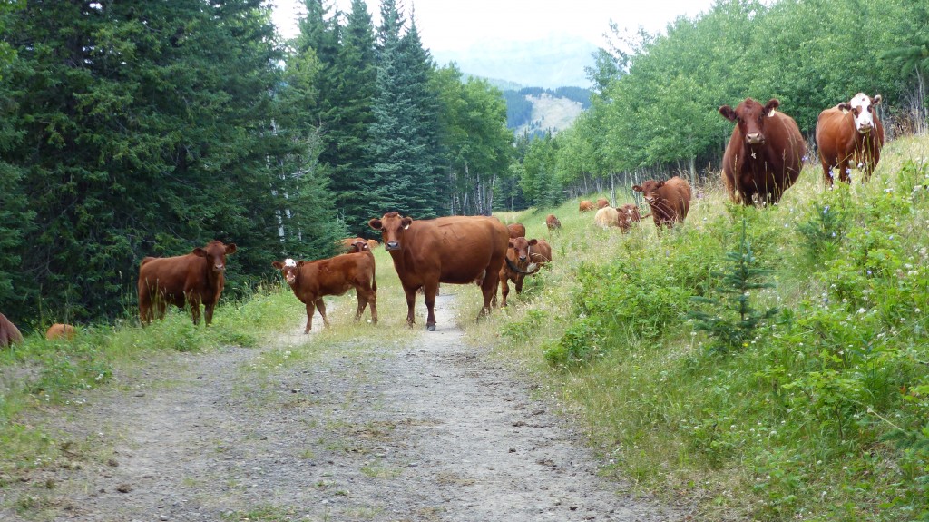 July 23 Bovine Road Block - Dyson Falls