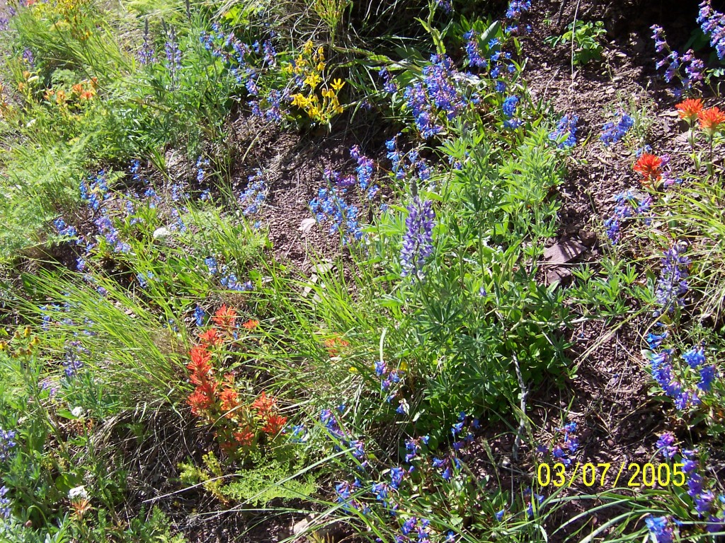 Lineham Ridge - Wildflowers