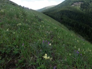 Pasque Mtn Flowers