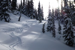 Wells Grey - Tracks in the Trees